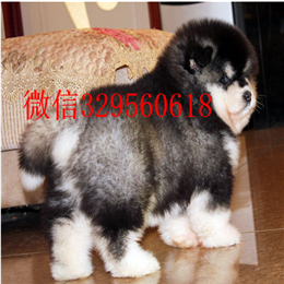 焦作哪里出售的阿拉斯加好黑色阿拉斯加多少钱熊版阿拉斯加双血统阿拉斯加