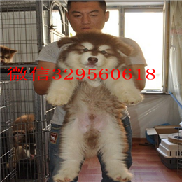 平顶山哪里能买到阿拉斯加灰色阿拉斯加多少钱