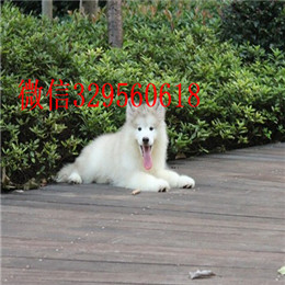 泸州出售纯种阿拉斯加灰色阿拉斯加多少钱熊版