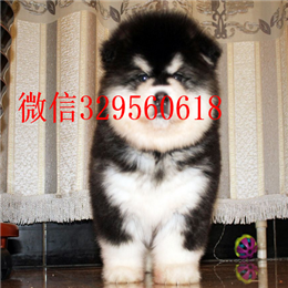  重庆哪里出售纯种阿拉斯加熊版阿拉斯加多少