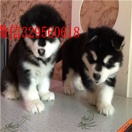 甘孜哪里能买到阿拉斯加灰色阿拉斯加多少钱标准阿拉斯加赛级阿拉斯加