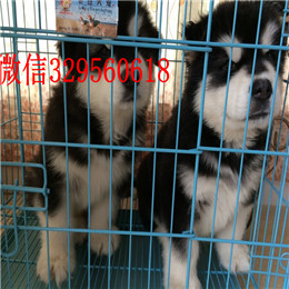 甘孜哪里能买到阿拉斯加灰色阿拉斯加多少钱标准阿拉斯加赛级阿拉斯加