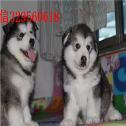 珠海哪里有卖阿拉斯加熊版阿拉斯加多少钱红色阿拉斯加十字脸巨型阿拉斯加幼犬