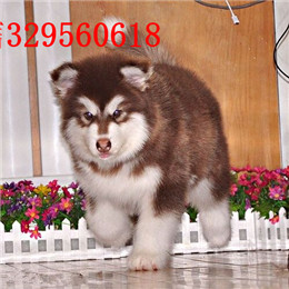 淮南哪里能买到阿拉斯加白色阿拉斯加多少钱巨型阿拉斯加精品阿拉斯加