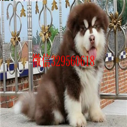  廊坊哪里有卖阿拉斯加专业繁育阿拉斯加阿拉