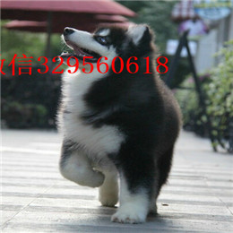 荆州哪里有卖阿拉斯加白色阿拉斯加多少钱巨型阿拉斯加赛级阿拉斯加