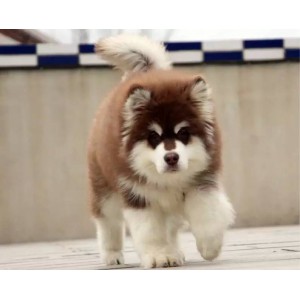 金昌哪里出售的阿拉斯加好白色阿拉斯加多少钱