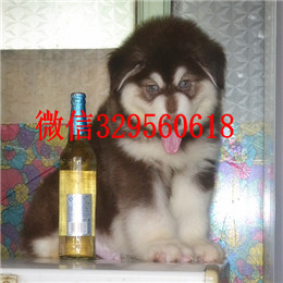 威海出售纯种阿拉斯加灰色阿拉斯加多少钱阿拉