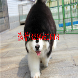  驻马店哪里有纯种阿拉斯加卖巨型阿拉斯加多少钱红色阿拉斯加阿拉斯加犬舍