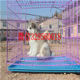 东营哪里出售的阿拉斯加好黑色阿拉斯加多少钱熊版阿拉斯加精品阿拉斯加