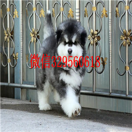 辽阳哪里有卖阿拉斯加白色阿拉斯加多少钱熊版