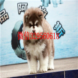 东营哪里出售的阿拉斯加好黑色阿拉斯加多少钱