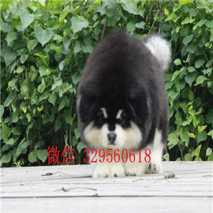  衡阳哪里有卖阿拉斯加专业繁育阿拉斯加红色