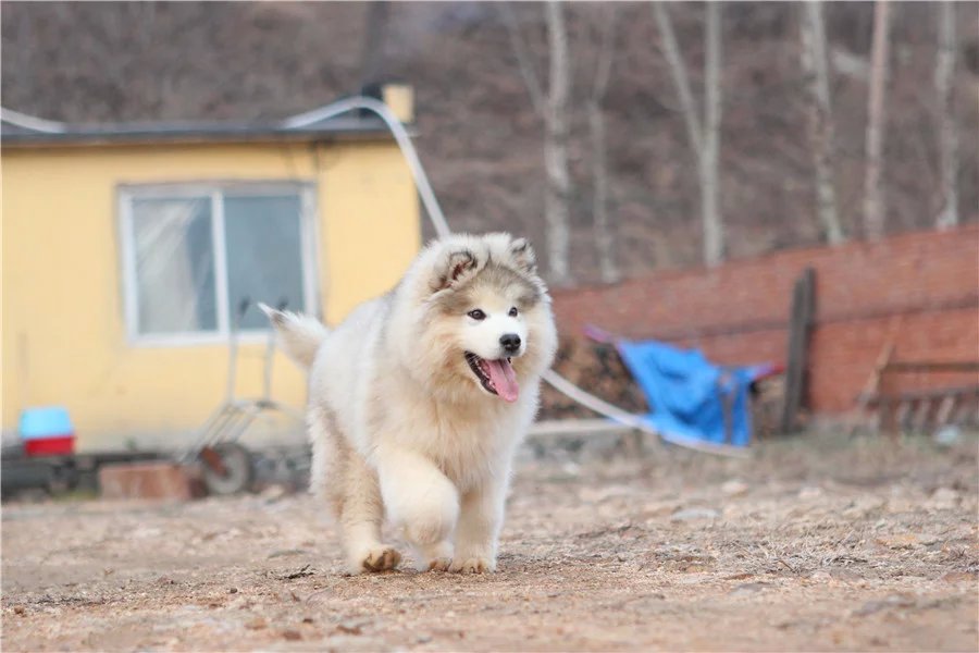  平顶山哪里有卖阿拉斯加专业繁育阿拉斯加红