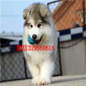  晋中哪里能买到阿拉斯加专业繁育阿拉斯加灰