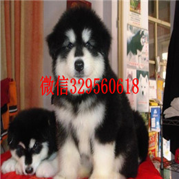  佛山哪里有熊版阿拉斯加卖熊版阿拉斯加多少