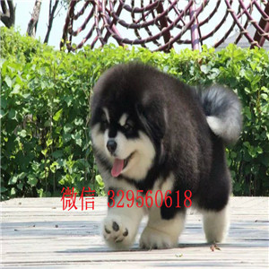  衡阳哪里有卖阿拉斯加专业繁育阿拉斯加红色阿拉斯加阿拉斯加价格