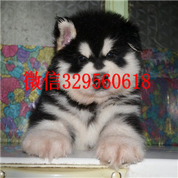  鸡西哪里出售纯种阿拉斯加熊版阿拉斯加多少