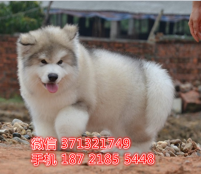 阿拉斯加犬出售，灰色阿拉斯加，雪橇犬自家繁殖