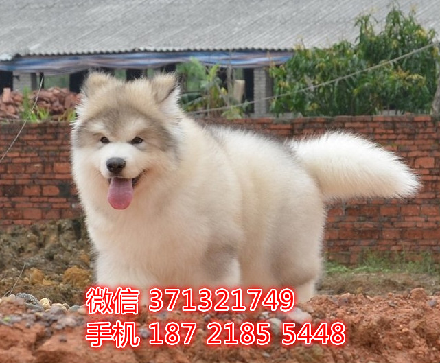 阿拉斯加犬出售，灰色阿拉斯加，雪橇犬自家繁殖