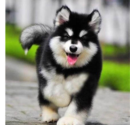 佛山阿拉斯加价格 佛山在哪里有狗场 阿拉斯加哪里有卖的