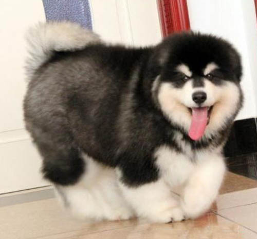 佛山阿拉斯加价格 佛山在哪里有狗场 阿拉斯加哪里有卖的