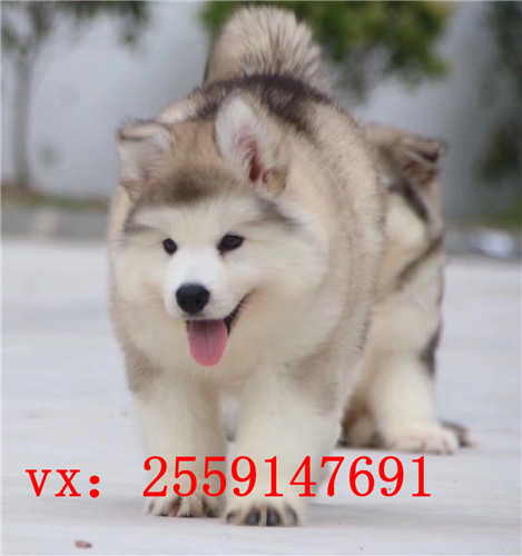 佛山哪里卖巨型阿拉斯加犬 佛山红色阿拉斯加怎么卖的 佛山灰色阿拉斯加多少钱