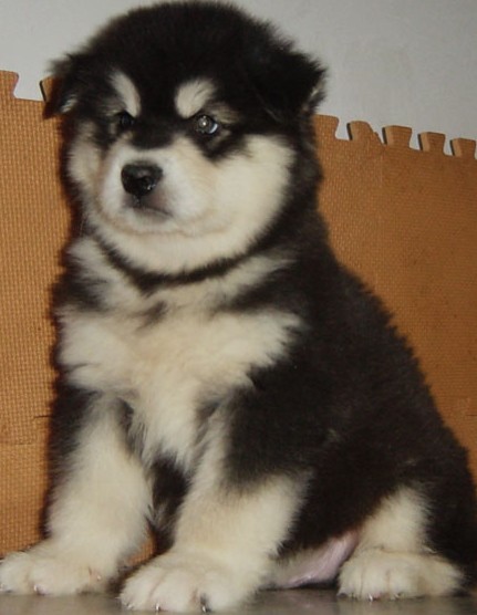 昭通镇雄买阿拉斯加请来专业狗场选购