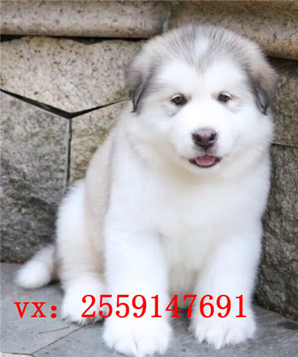 重庆阿拉斯加出售 重庆红色阿拉斯加怎么卖的 