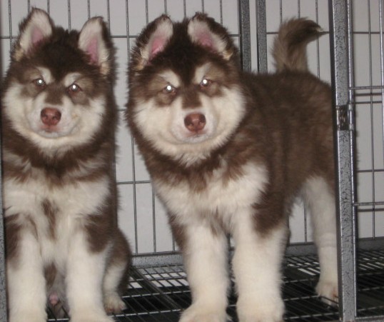 文山富宁县买阿拉斯加 狗场出售红阿拉