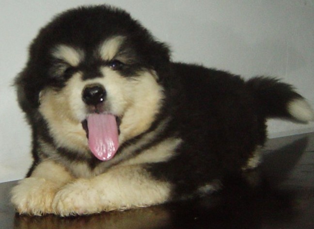 怒江六库买阿拉斯加 狗场出售漂亮阿拉欢迎选购