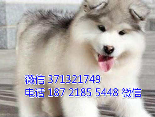 阿拉斯加犬出售 佛山犬舍 佛山宠物买卖 灰色