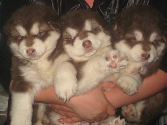 丽江买阿拉斯加请进 狗场直销阿拉斯加