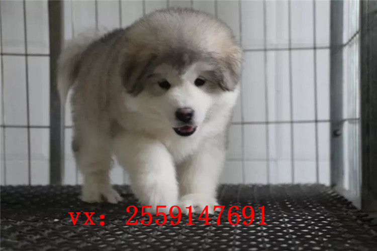 佛山哪里卖巨型阿拉斯加犬 佛山红色阿拉斯加怎么卖的 佛山灰色阿拉斯加多少钱