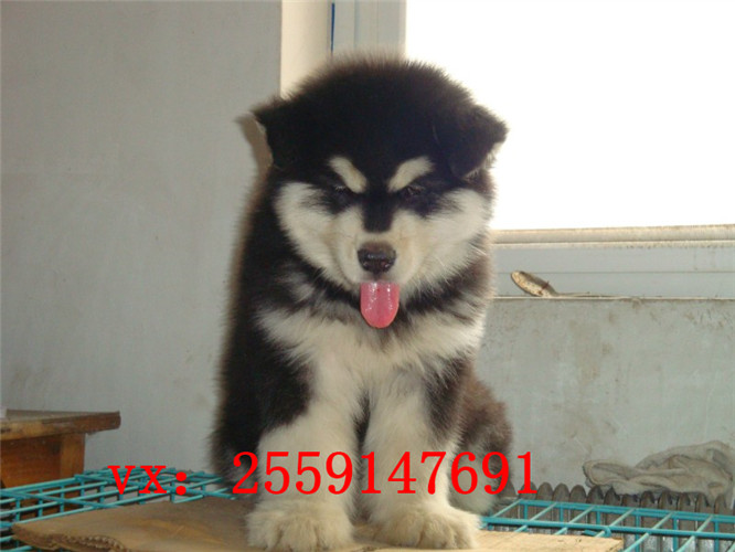 佛山哪里卖巨型阿拉斯加犬 佛山红色阿拉斯加怎么卖的 佛山灰色阿拉斯加多少钱