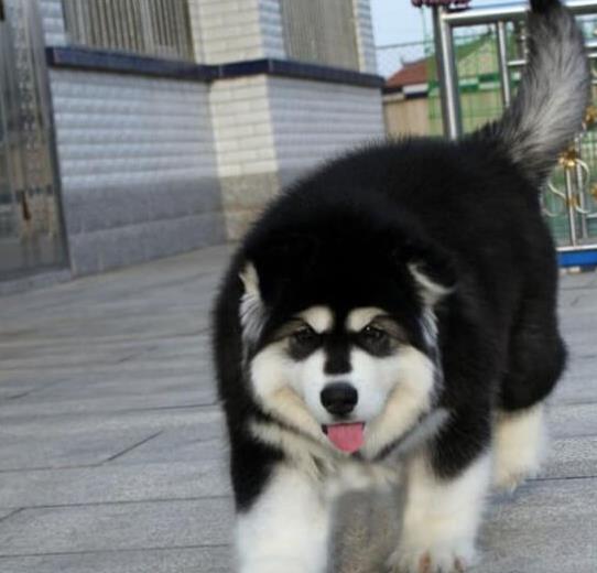 广安犬舍出售纯种阿拉斯加犬 宠物狗市场在哪 