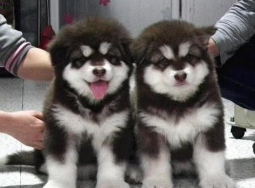 郑州犬舍出售纯种阿拉斯加犬大型犬领养宠物狗