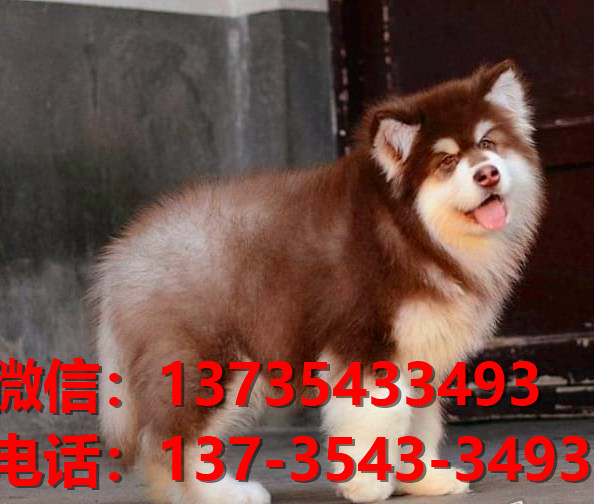 四平犬舍 宠物狗狗市场在哪 网上哪里有狗狗领养阿拉斯加犬