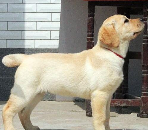 郑州犬舍狗出售纯种拉布拉多狗市场卖狗买狗在