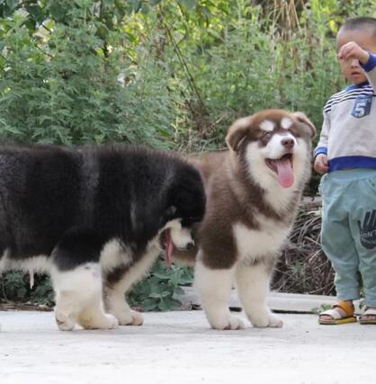 双柏卖阿拉斯加双柏哪里买纯种阿拉斯加