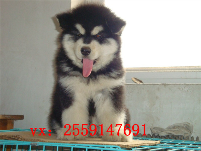 福州灰色阿拉斯加怎么卖的 福州红色阿拉斯加