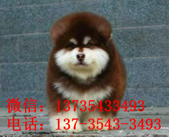 郑州阿拉斯加犬舍出售纯种宠物狗市场在哪卖狗买狗