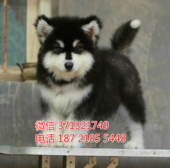 沈阳狗场出售 阿拉斯加犬幼犬 沈阳犬舍在哪里