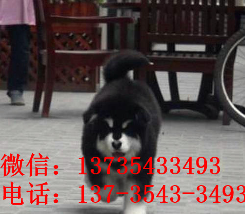 太原狗场犬舍哪里有卖狗买狗宠物狗市场领养阿拉斯加