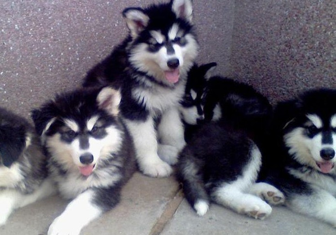 楚雄哪里买卖阿拉斯加犬楚雄狗场出售阿拉斯加