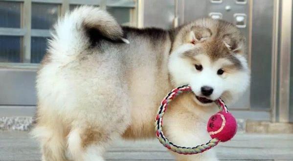 沈阳宠物狗狗出售纯种阿拉斯加犬幼犬领养犬舍