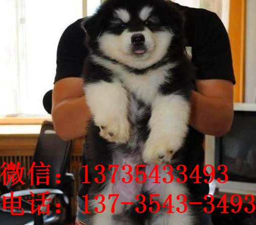 郑州犬舍出售纯种阿拉斯加犬大型犬领养宠物狗狗