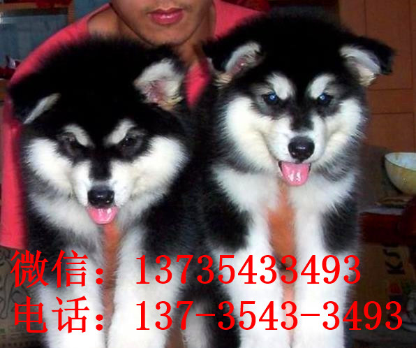 扬州宠物狗狗出售纯种阿拉斯加犬幼犬巨型熊版阿拉斯加幼犬