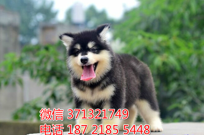 重庆犬舍出售阿拉狗狗纯种 重庆大型繁殖基地宠物狗狗