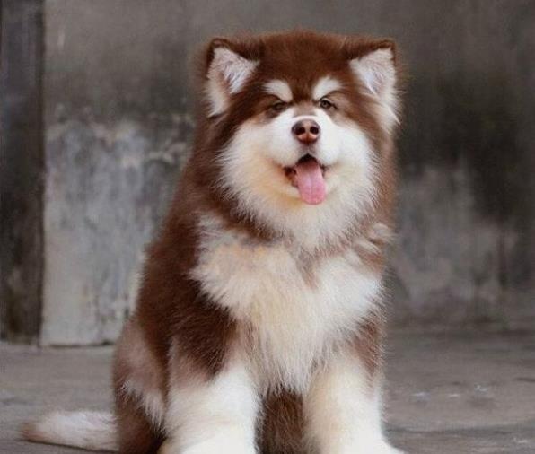 绍兴阿拉斯加犬领养宠物狗出售狗市场在哪买狗